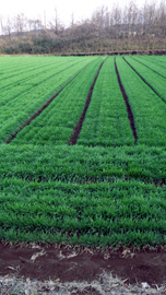 Young Barley Leaves / Organic Kale