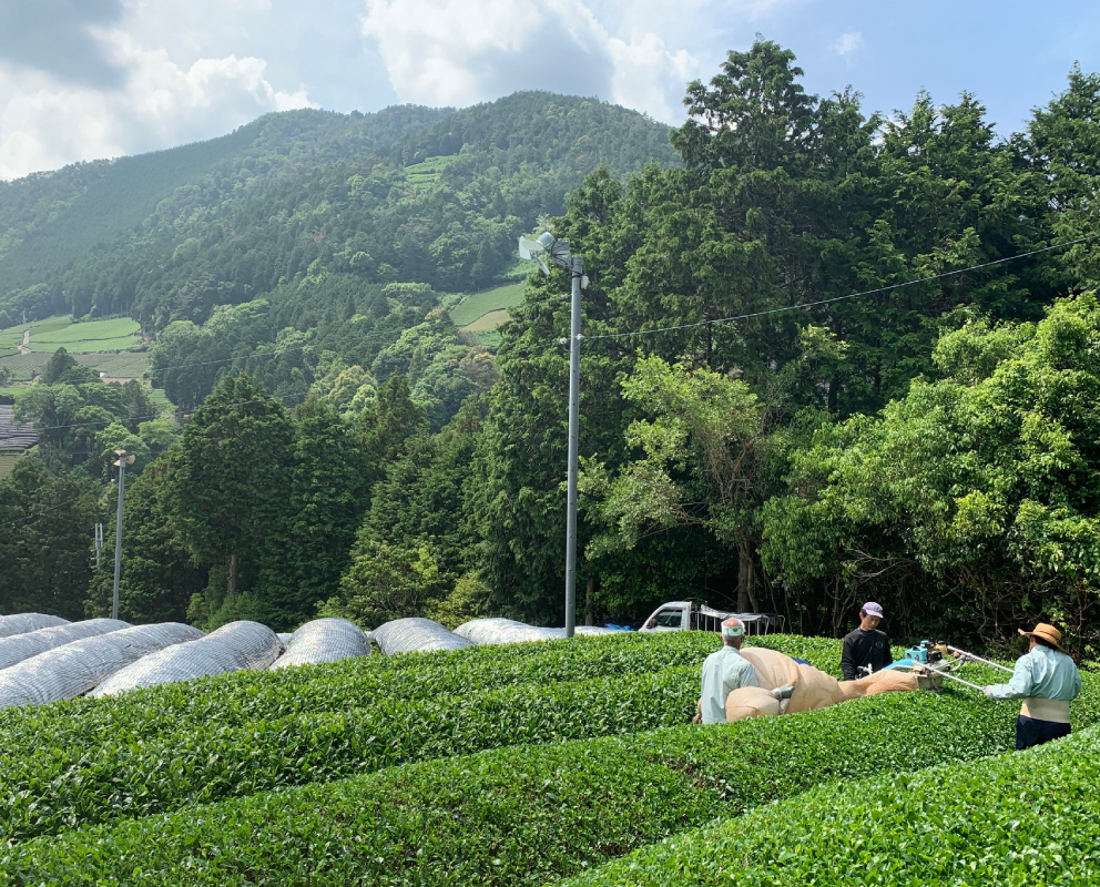 茶畑の作業