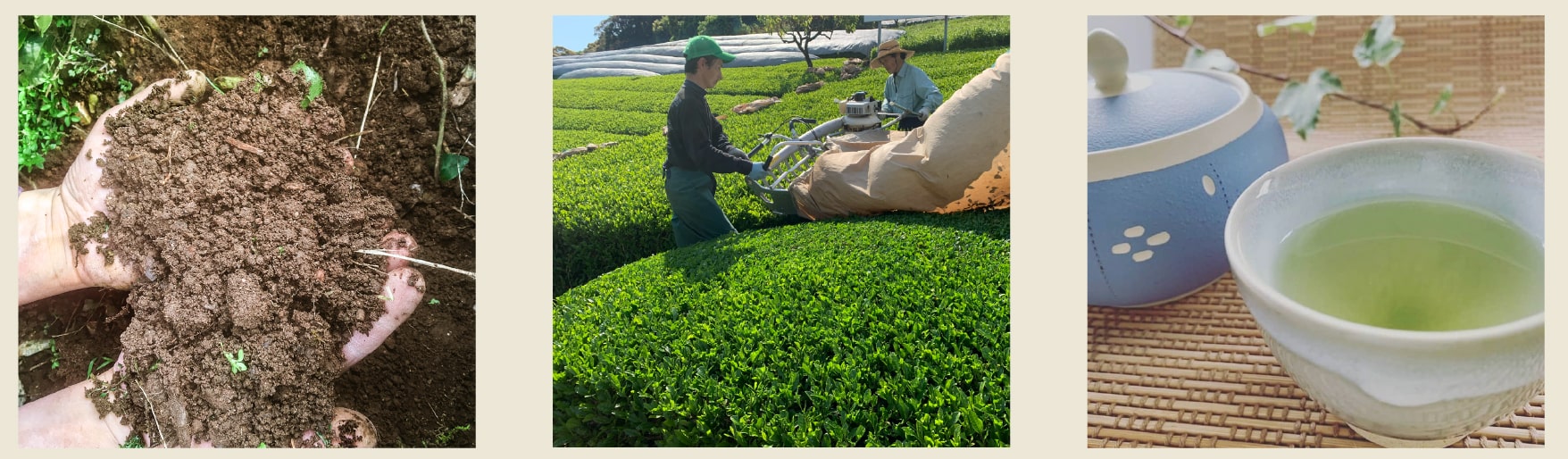 有機茶イメージ