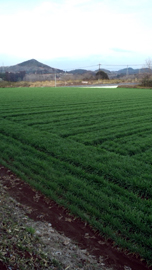 Young Barley Leaves / Organic Kale