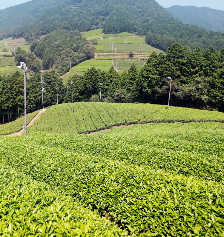 茶大百科 2 (栽培の基礎/栽培技術/生産者事例) 茶大百科 2 (栽培の基礎/栽培技術/生産者事例)