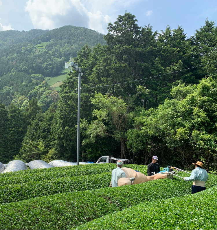 有機栽培茶製造・販売の永田茶園
